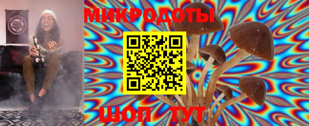 Галлюциногенные грибы Psilocybe Астрахань